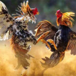 Cara Memasang Taruhan Pada Sabung Ayam Online Terpercaya
